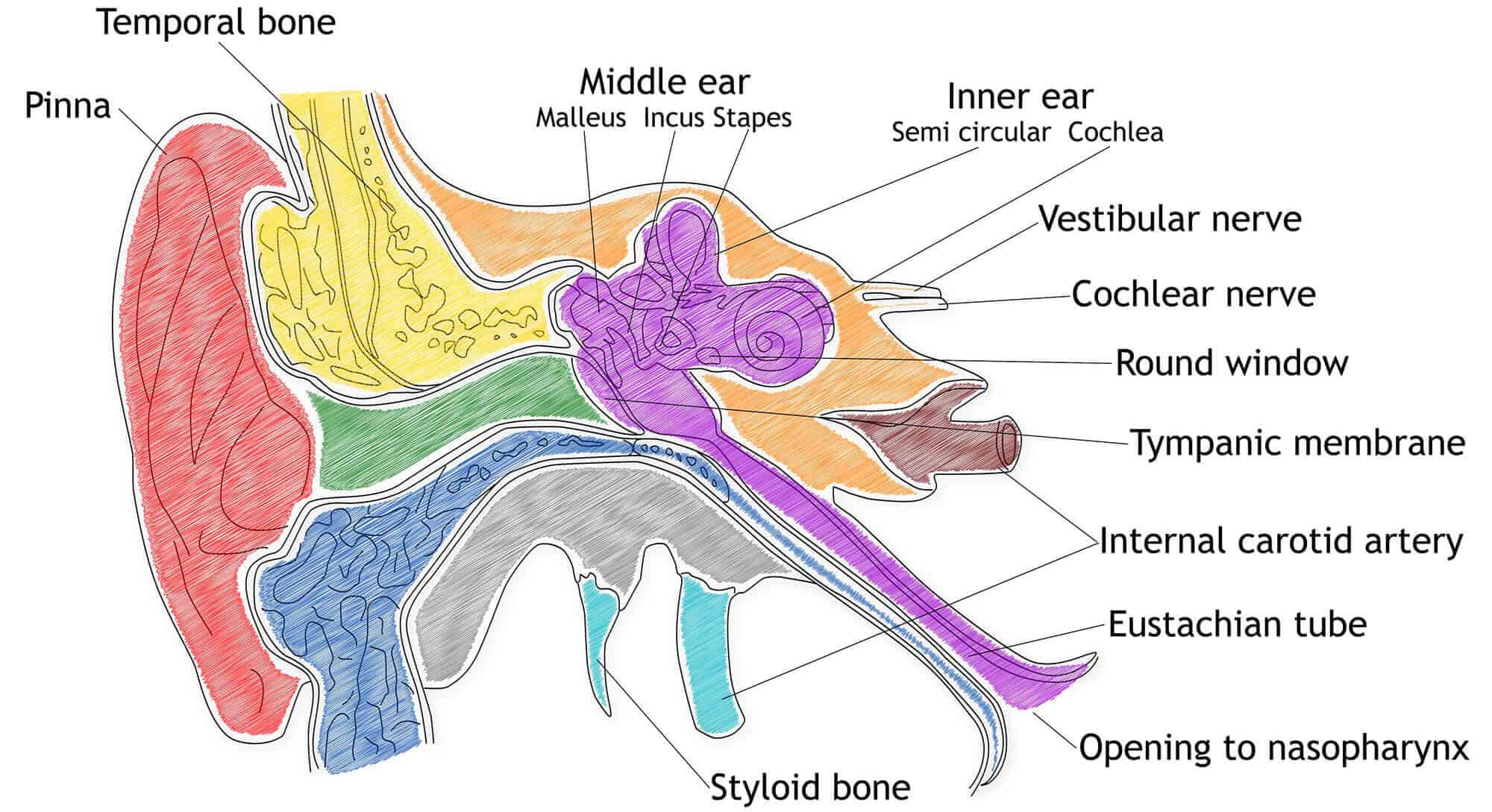 Ear Diagram